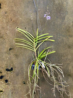 Carica l'immagine nel visualizzatore Galleria, Vanda coerulescens