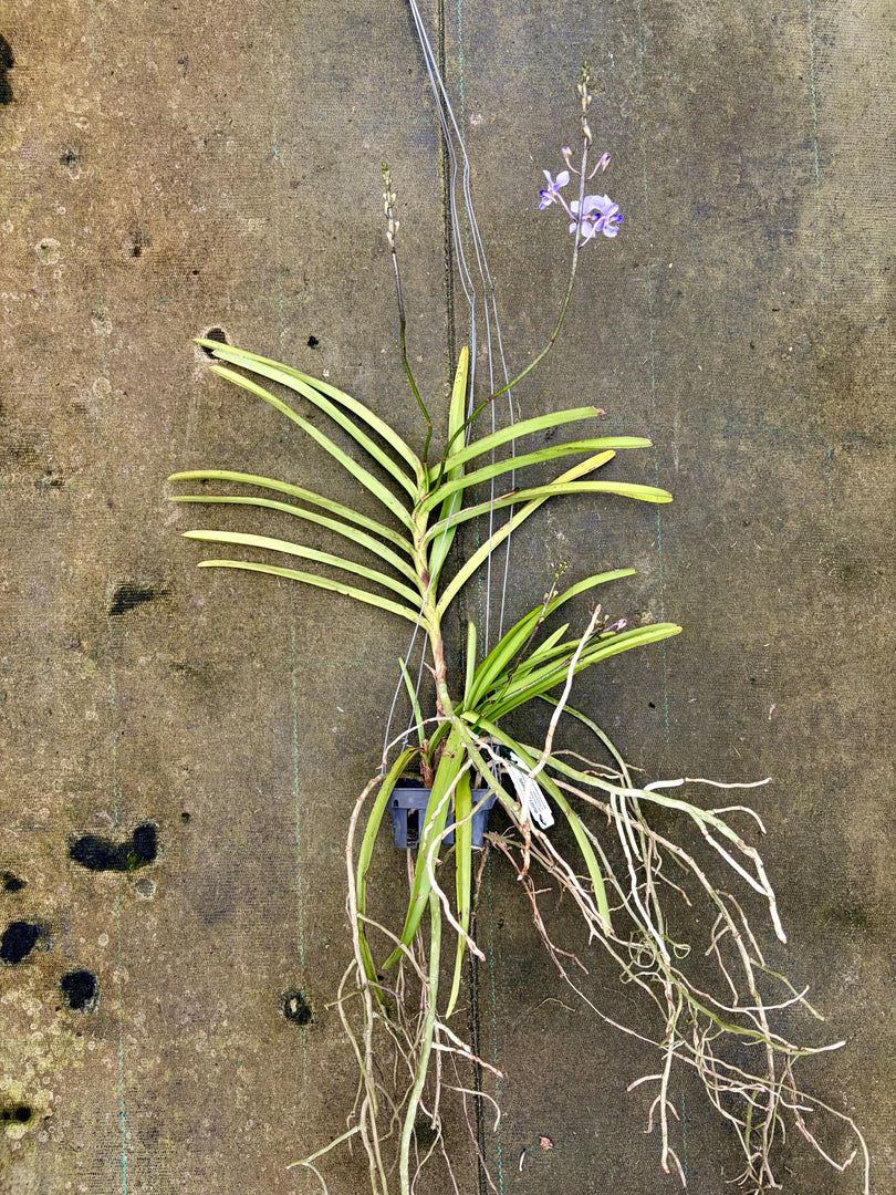 Vanda coerulescens