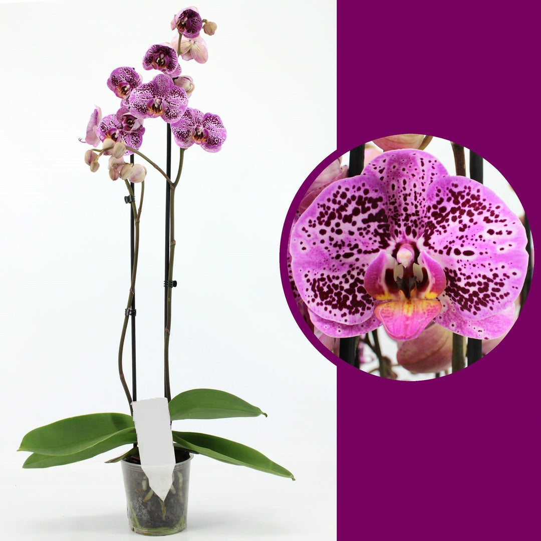Phalaenopsis Yu Pin Pearl x Sogo Domi