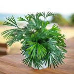 Load image into Gallery viewer, Actiniopteris australis (felce ciglia)