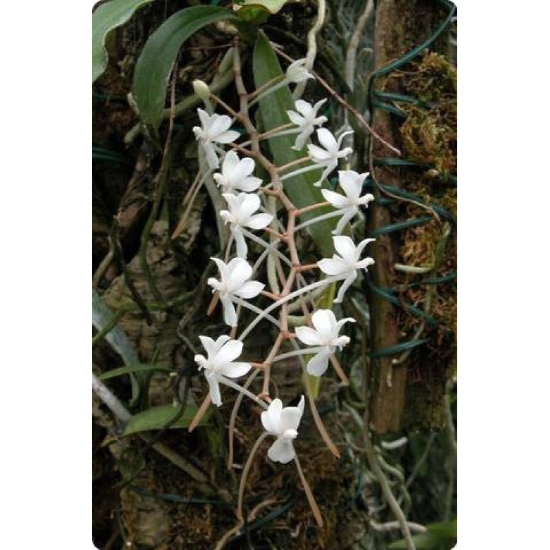 Aerangis kotschyana x decaryana