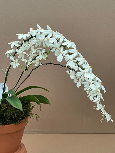 Aerangis Mini Mara (biloba x luteo-alba var. rhodosticta)