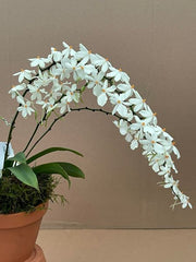 Aerangis Mini Mara (biloba x luteo-alba var. rhodosticta)