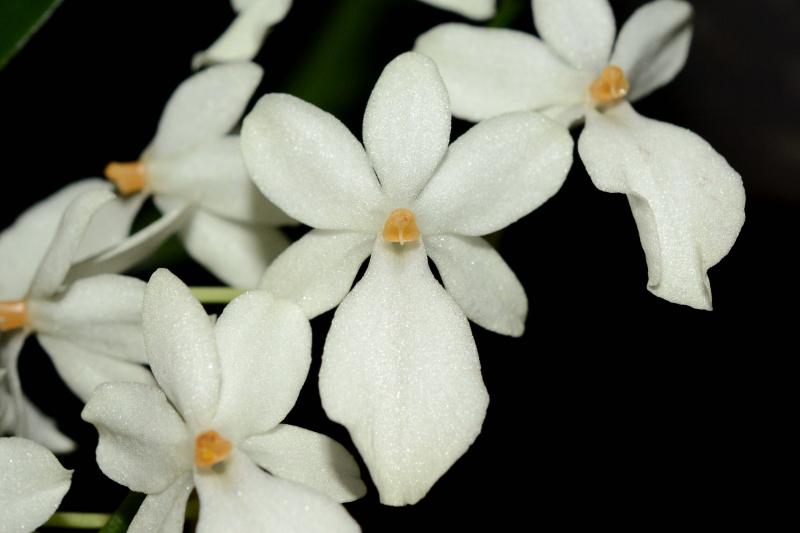 Aerangis Mini Mara (biloba x luteo-alba var. rhodosticta)