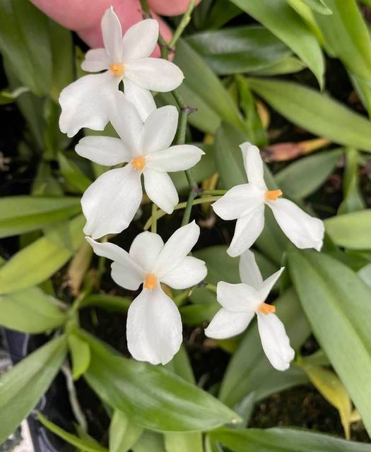 Aerangis Mini Mara (biloba x luteo-alba var. rhodosticta)