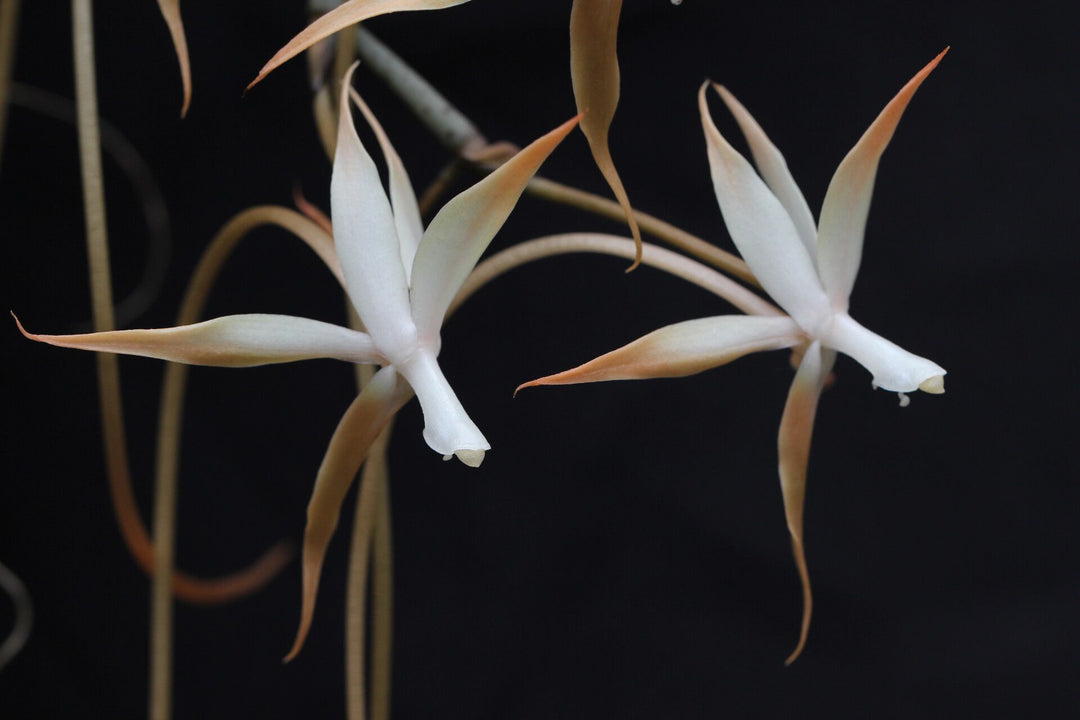 Aerangis bouarensis