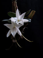 Carica l&#39;immagine nel visualizzatore Galleria, Aerangis fastuosa
