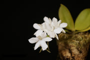 Aerangis James G. Coyner (A. citrata x A. fastuosa)