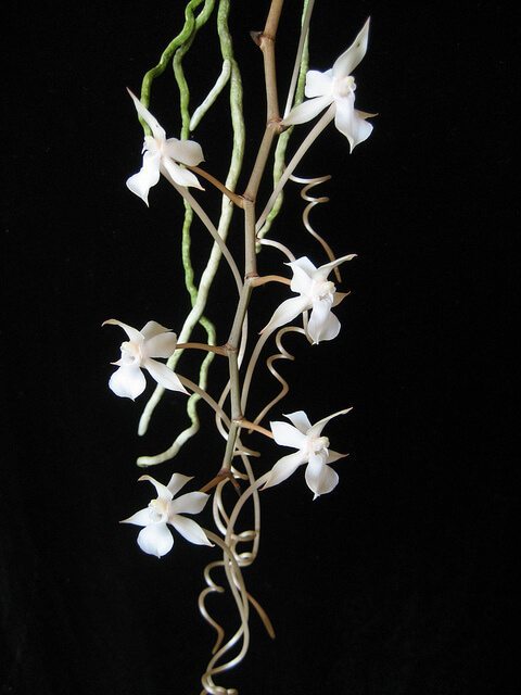 Aerangis kotschyana