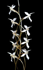 Carica l&#39;immagine nel visualizzatore Galleria, Aerangis Pionier (mystacidii × kotschyana)
