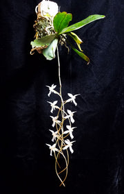 Aerangis Pionier (mystacidii × kotschyana)