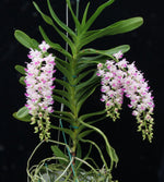 Carica l&#39;immagine nel visualizzatore Galleria, Aerides Korat Koki
