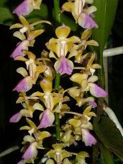 Aerides houlletiana