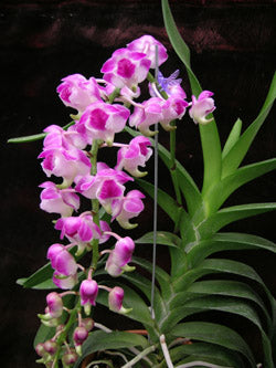 Aerides lawrenceae