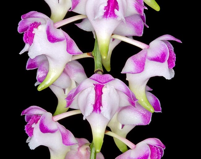 Aerides lawrenceae