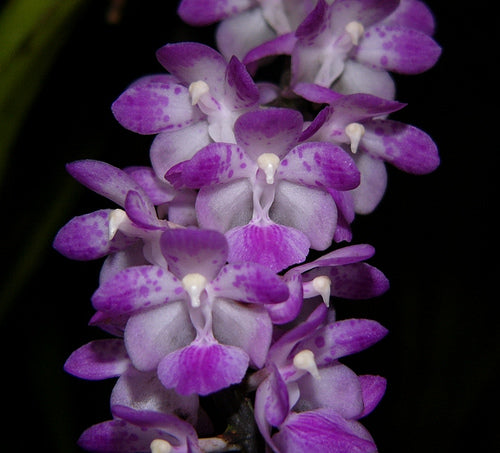 Aerides multiflora