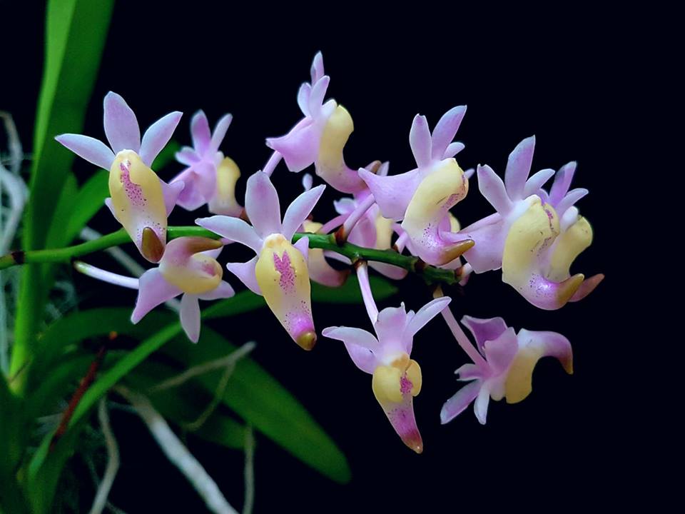 Aerides odorata 'Philippines' (Pink with Yellow cheeks)