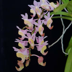 Carica l&#39;immagine nel visualizzatore Galleria, Aerides odorata &#39;Philippines&#39; (Pink with Yellow cheeks)
