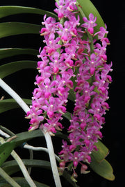 Aerides jarckiana