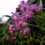 Carica l'immagine nel visualizzatore Galleria, Aeridovanda Frank Johnston (Aerides lawrenceae x Vanda tessellata)