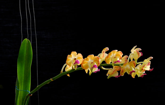 Aeridovanda Somsri Sunlight