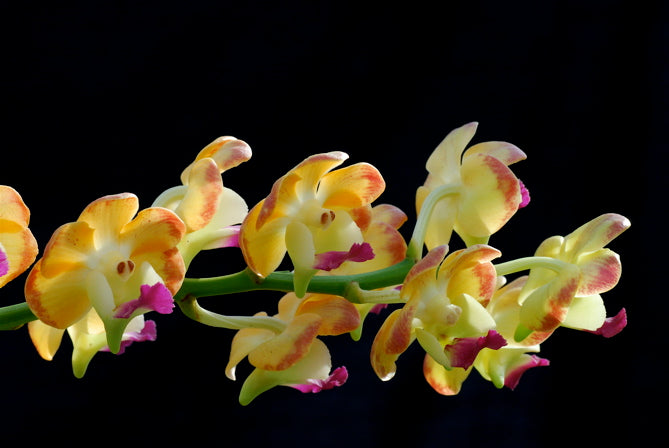 Aeridovanda Somsri Sunlight