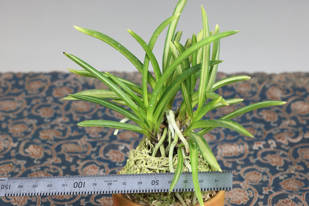 Neofinetia falcata 'Akebono' 曙