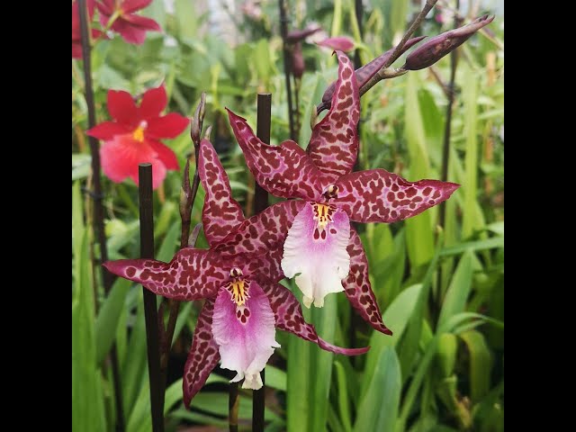 Aliceara Memoria Donald Yamada