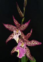 Carica l&#39;immagine nel visualizzatore Galleria, Aliceara Memoria Donald Yamada
