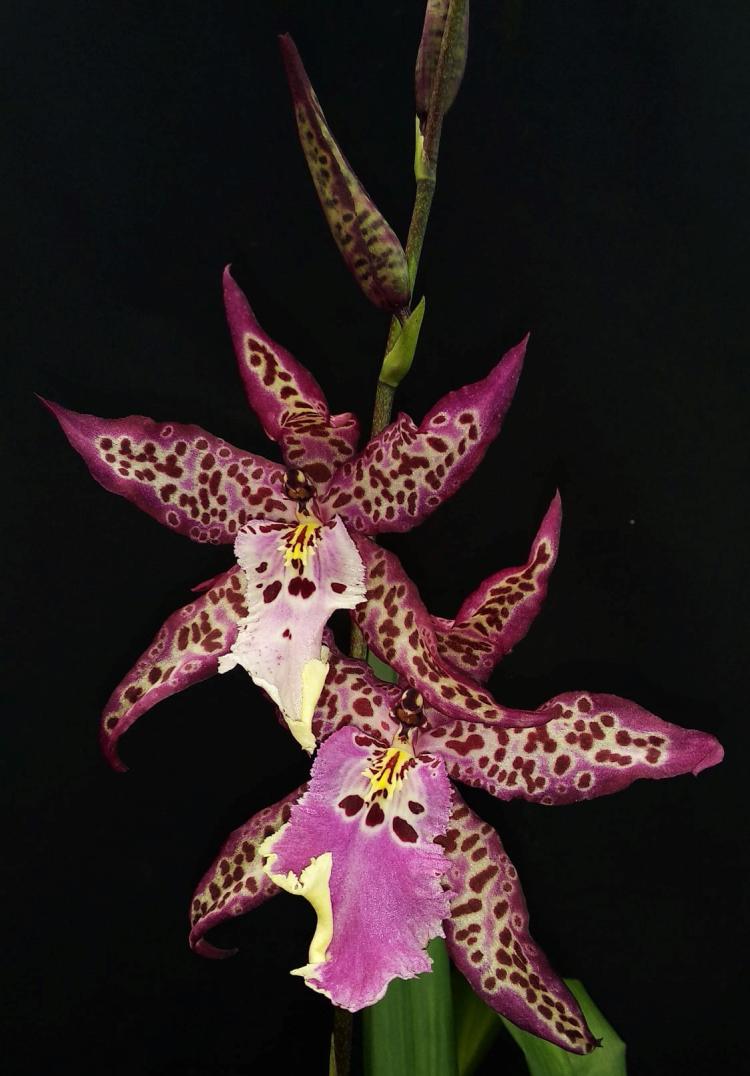 Aliceara Memoria Donald Yamada