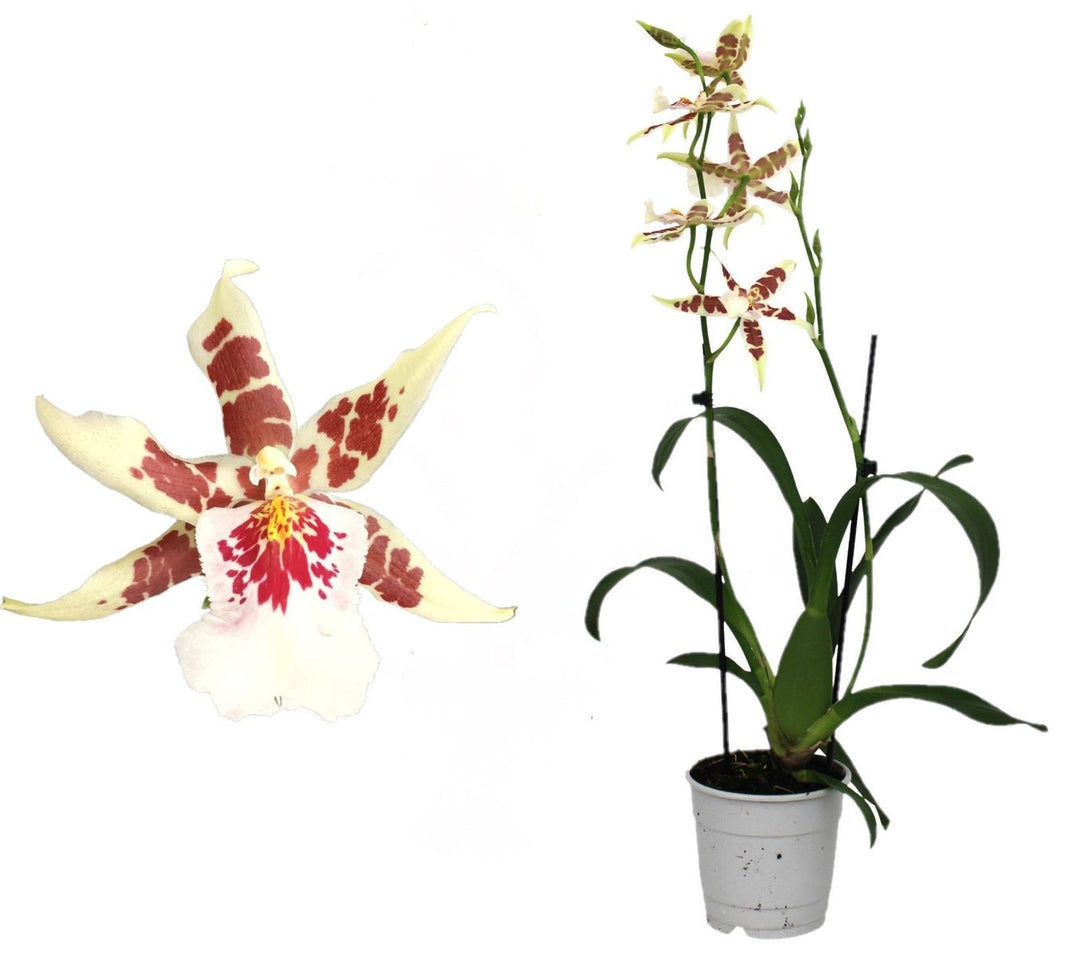 Aliceara Renaissance 'White'