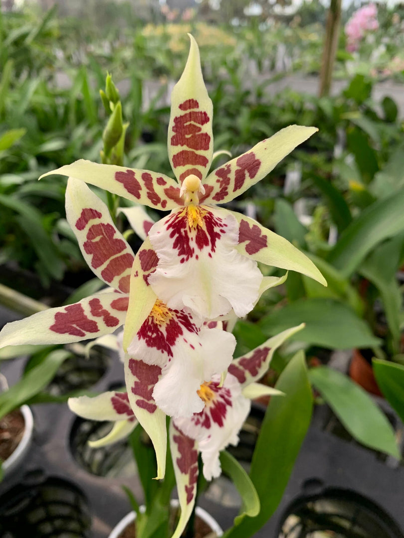 Aliceara Renaissance 'White'