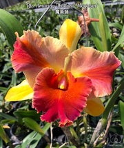 Rhyncholaeliocattleya Amazing Thailand 'Magician'