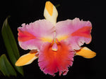 Carica l&#39;immagine nel visualizzatore Galleria, Rhyncholaeliocattleya Amazing Thailand &#39;Magician&#39;

