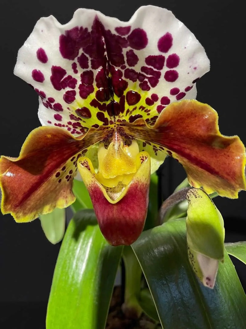 Paphiopedilum American Complex