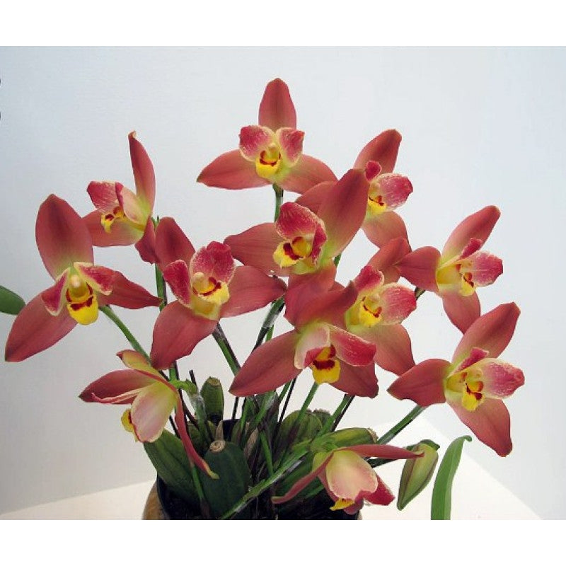 Lycaste Red Jewel