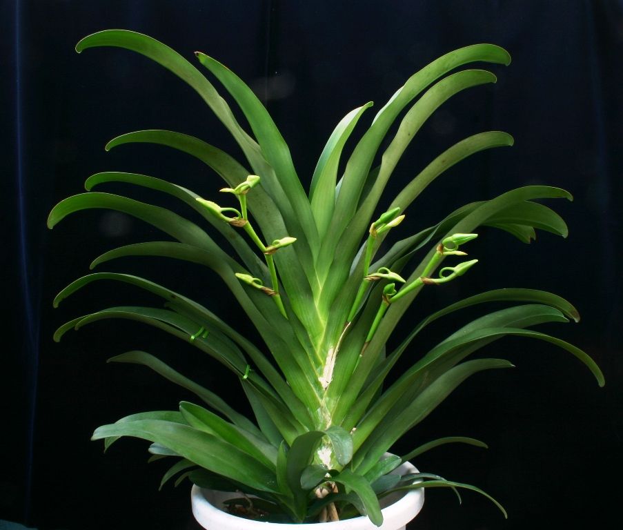 Angraecum Veitchii (sesquipedale x eburneum)