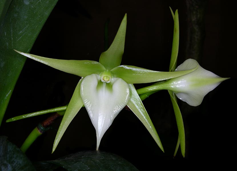 Angraecum Veitchii (sesquipedale x eburneum)