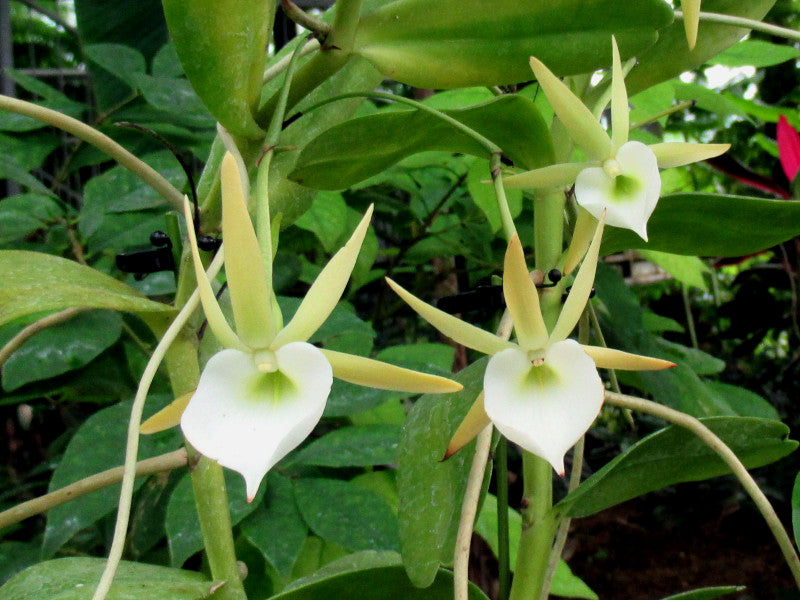 Angraecum birrimense