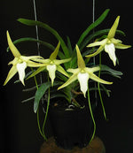 Carica l&#39;immagine nel visualizzatore Galleria, Angraecum bosserii
