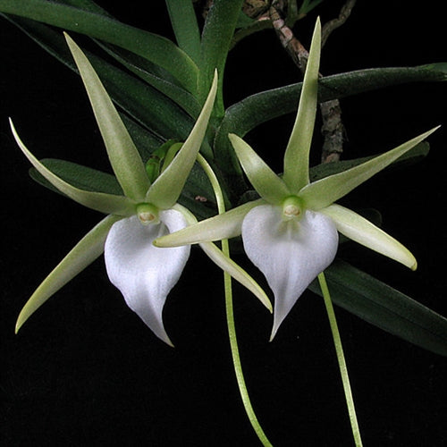 Angraecum dollii