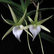 Angraecum dollii
