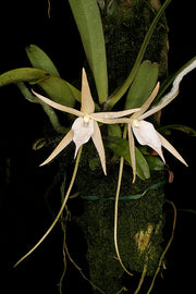 Angraecum elefantinum