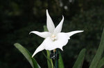 Carica l'immagine nel visualizzatore Galleria, Angraecum Lady Lisa 'Rosemary' (Angcm. scottianum x Angcm. Magdalenae)