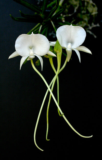 Angraecum scottianum