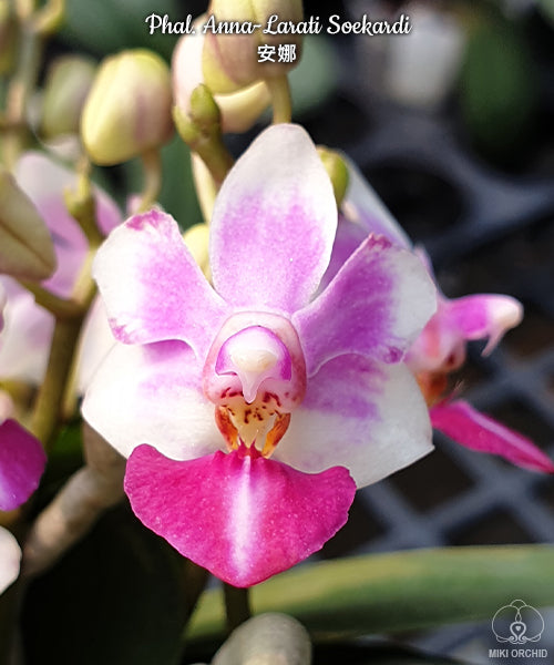 Phalaenopsis Anna-Larati Soekardi (P. pulcherrima × P. parishii)