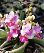 Carica l&#39;immagine nel visualizzatore Galleria, Phalaenopsis Anna-Larati Soekardi (P. pulcherrima × P. parishii)

