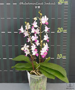 Carica l&#39;immagine nel visualizzatore Galleria, Phalaenopsis Anna-Larati Soekardi (P. pulcherrima × P. parishii)
