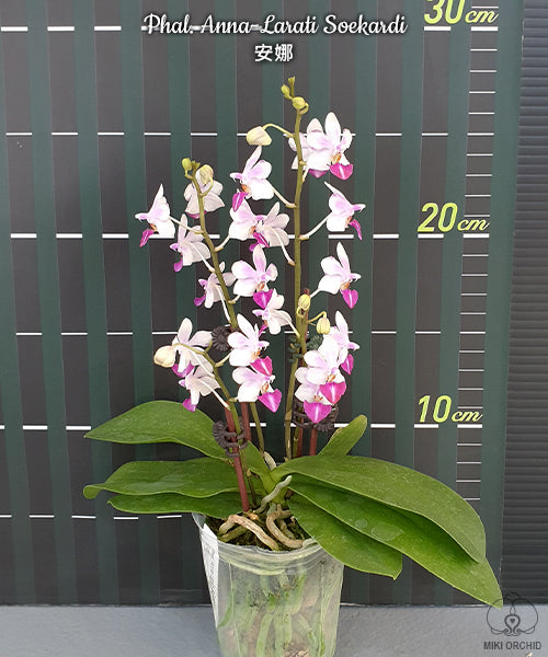 Phalaenopsis Anna-Larati Soekardi (P. pulcherrima × P. parishii)