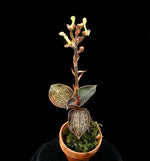 Load image into Gallery viewer, Anoectochilus chapaensis